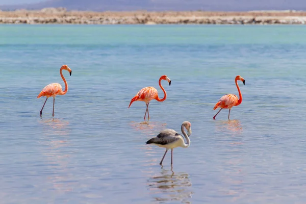 海岸湖中的红鹤群 — 图库照片