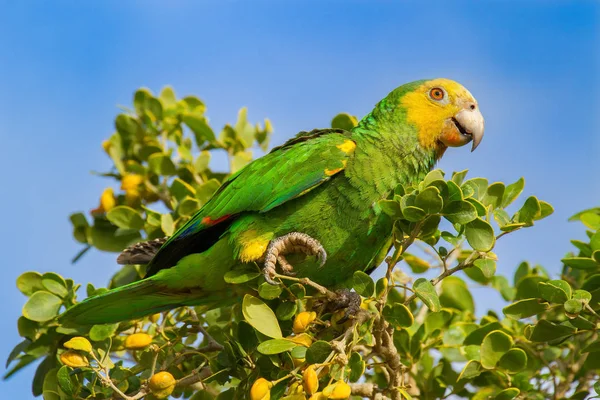 Papagaio-da-amazônia amarelo verde na árvore — Fotografia de Stock