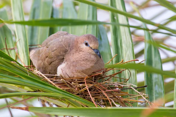 Pigeon se reproduit sur le nid entre les feuilles de palmier — Photo