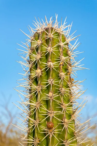 Top of cactus plant with many thorny spines — Stock Photo, Image