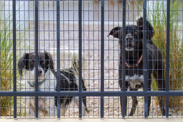 Dos perros están detrás de la cerca con malla —  Fotos de Stock
