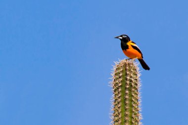 Venezuela Troupial, mavi gökyüzüyle kaktüsün tepesinde yer alır.