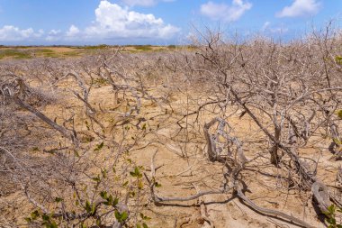 Bonaire Adası 'ndaki kuraklıktan muzdarip arazi arazisi.