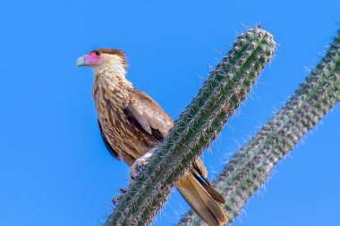 Crested caracara sitting on cactus plant with blue background clipart