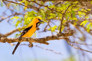 Güney Amerika Sarı Oriole Bonaire 'deki ağaç dalında oturuyor.