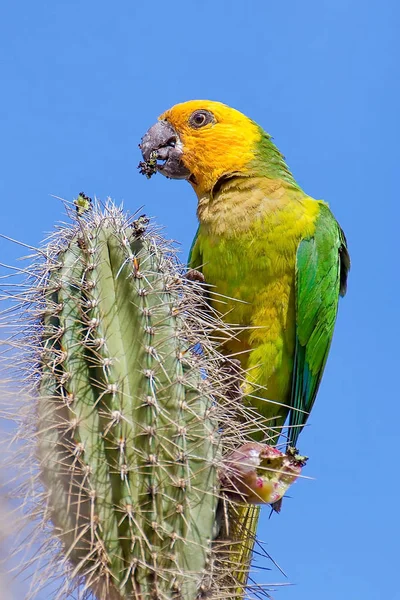 Amazone Perroquet Aux Épaules Jaunes Mangeant Bourgeon Fleur Cactus Avec — Photo