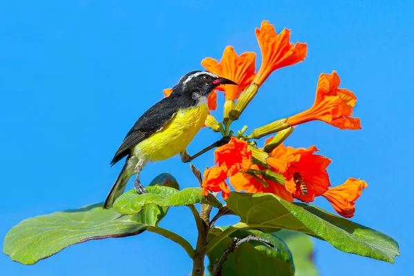 Bananaquit Pássaro Sentado Planta Com Flores Laranja Frente Céu Azul — Fotografia de Stock