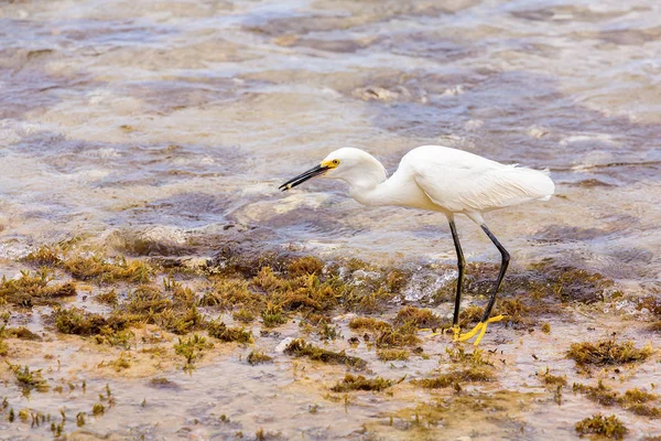 Bianco Americano Garzetta Passeggiando Sulla Costa Dell Isola Bonaire — Foto Stock