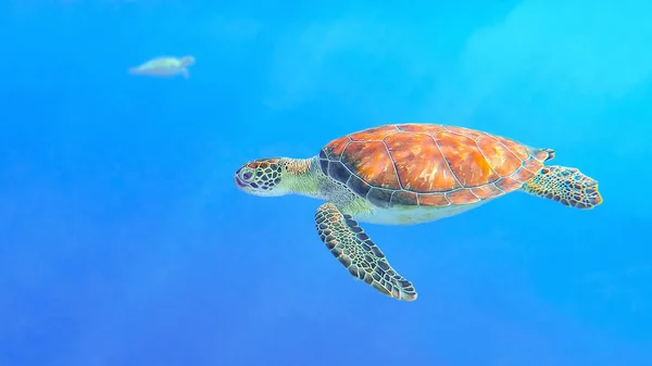 Vista Lateral Tartaruga Verde Nadando Água Azul Oceano — Fotografia de Stock
