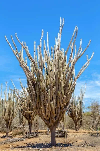 Group Cactus Trees Free Nature National Park — Stock Photo, Image