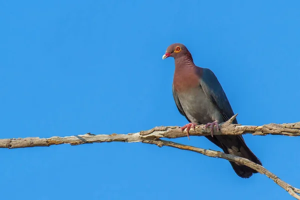 Pigeon Écailleux Assis Sur Une Branche Arbre Avec Ciel Bleu — Photo