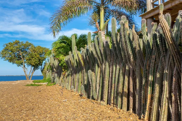 Row of Cactus plants as garden fencing at coast of Bonaire