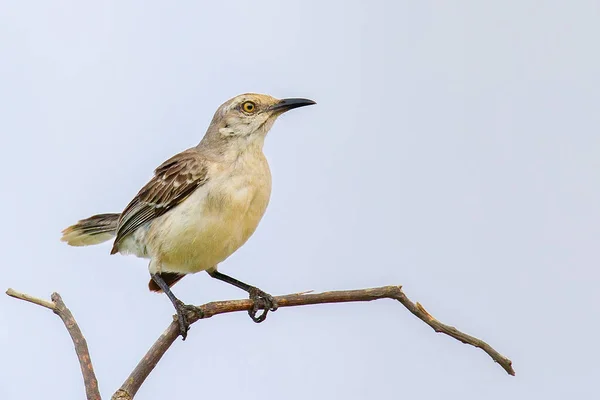 Tropical Mockingbird Senta Ramo Com Fundo Céu — Fotografia de Stock