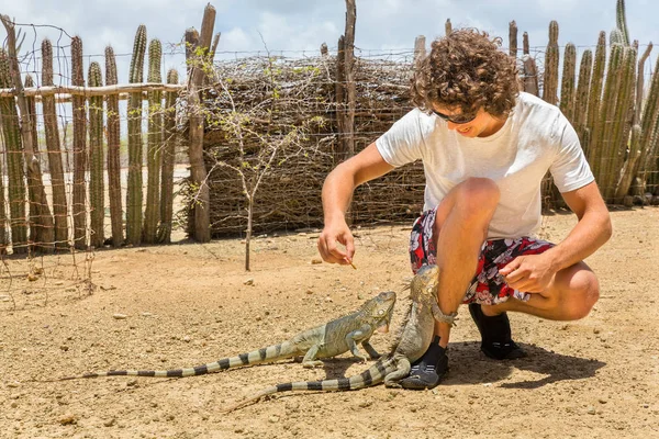 Jovem Holandês Alimenta Duas Iguanas Chão Parque — Fotografia de Stock