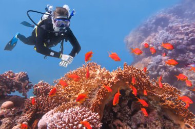 Beyaz erkek dalgıç mavi denizde turuncu balıklara ve mercanlara bakıyor.