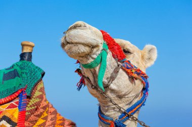 Mavi gökyüzüne karşı renkli tasmalı bir deve kafası.