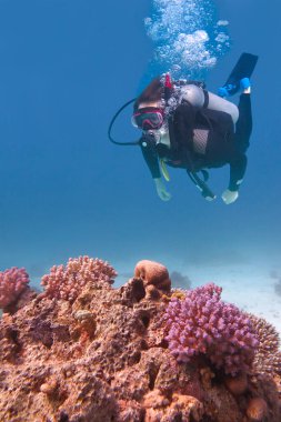 Genç adam mavi denizde mercan kayalıklarıyla dalıyor.