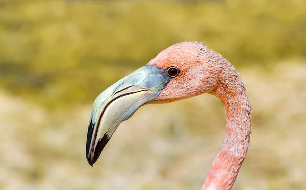 Close Retrato Flamingo Caribenho Vermelho Bonaire — Fotografia de Stock