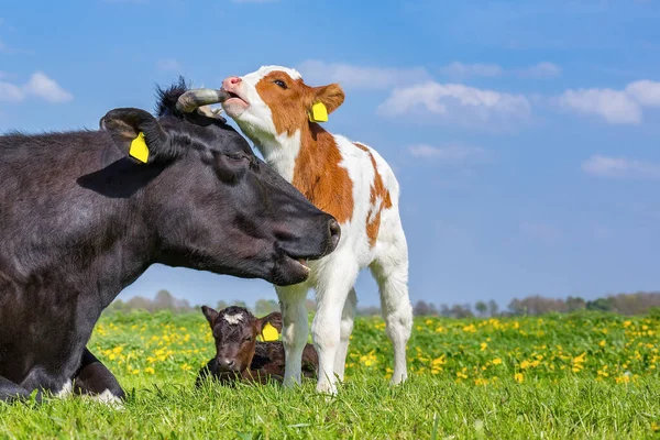 Mother Cow Newborn Calf Together Green Dutch Pasture — Stock Photo, Image