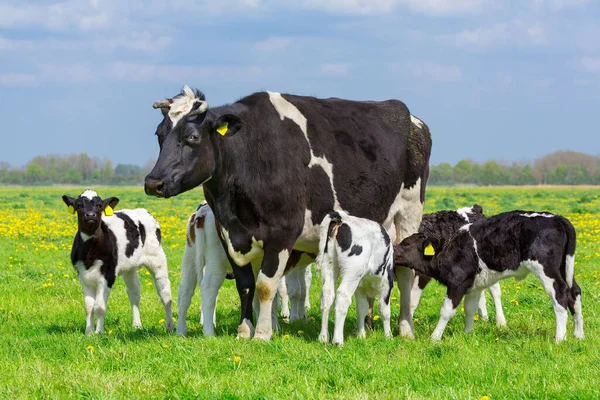 黑白相间的母牛和一群小牛生活在青葱的草地上 — 图库照片
