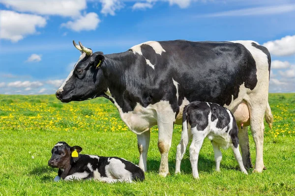 Мать Корова Двумя Телятами Зеленом Голландском Лугу — стоковое фото