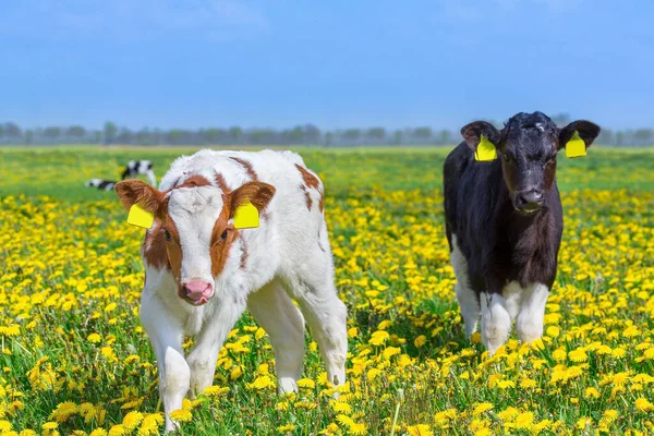两只新生的欧洲小牛犊与开花的蒲公英一起生活在牧场里 — 图库照片