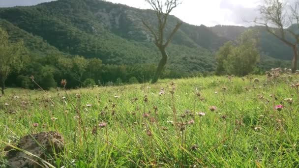 Fält Med Blommor Flyttas Vinden Med Berg Bakgrunden — Stockvideo