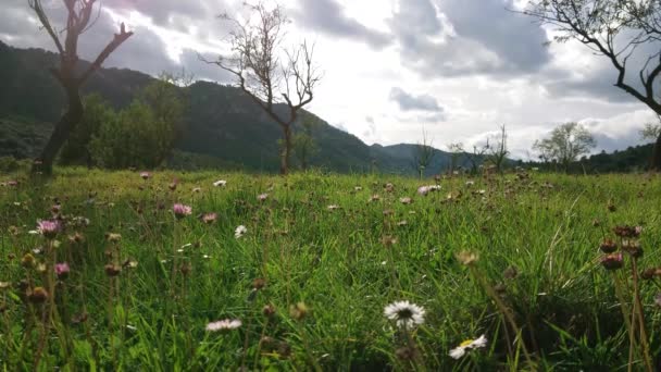 Rüzgarla Hareket Eden Çiçeklerle Dolu Bir Tarla Arkasında Dağlar Var — Stok video