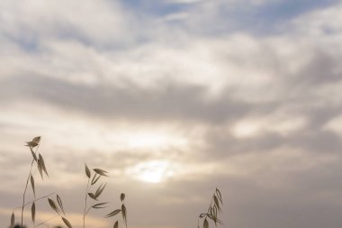Rüzgâr tarafından sürüklenen uzun otlar mavi gökyüzünde, beyaz günbatımı örtüsüyle