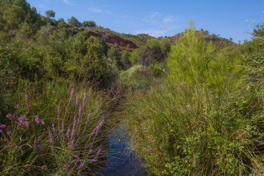 Avrupa 'nın kırsal kesiminde Akdeniz bitkileri arasında dere