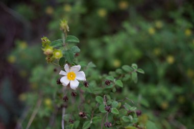Yeşil arkaplanda izole edilmiş küçük beyaz çiçek