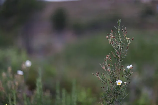 Petites fleurs blanches isolées sur fond vert — Photo