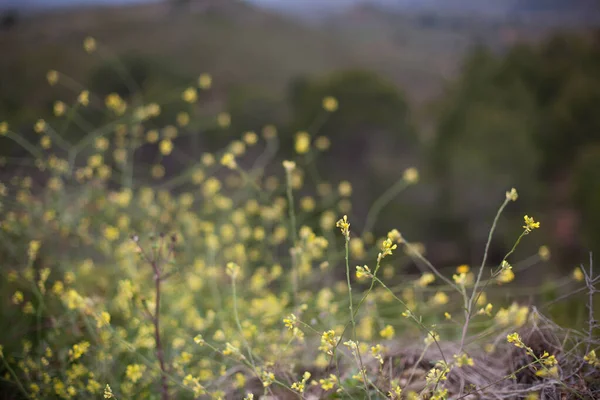 Pequenas flores amarelas no fundo verde — Fotografia de Stock
