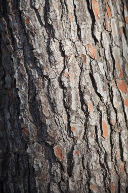 Bir çam ağacının gövdesinin kabuğunun dokusunun ayrıntıları.