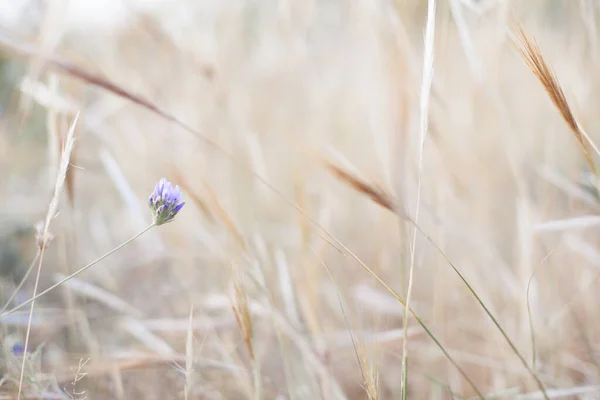 Pequena flor azul entre ervas secas com alta luz — Fotografia de Stock