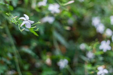 Yeşil arka planlı beyaz yasemin çiçeği