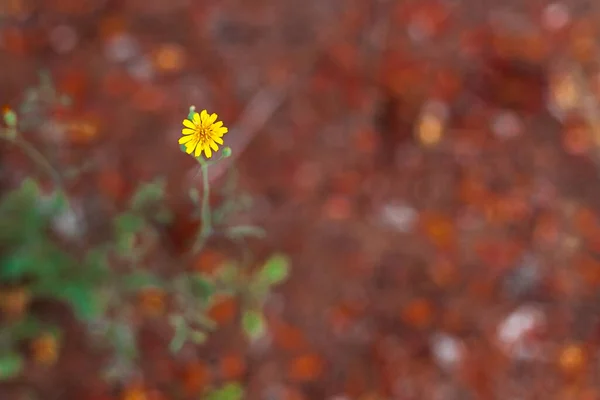 Yellow flowers on brown background in the country