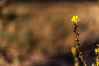Odaklanamayan kahverengi arkaplanda sarı çiçek