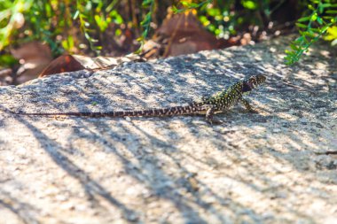 Bir kayanın üzerinde güneşlenen bir kertenkele.