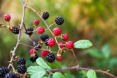 Böğürtlende siyah ve kırmızı böğürtlen