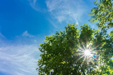 Güneş ışınları, mavi gökyüzü olan bir ağacın yaprakları arasında.