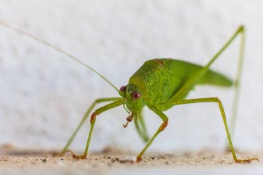 Beyaz arka planda kırmızı gözlü yeşil çekirge