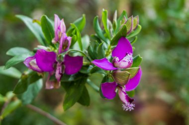 Baharda yeşil bitki örtüsüne sahip mor çiçekler