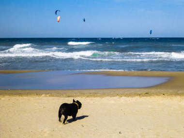 Köpek görünümlü uçurtma mavi gökyüzüyle sahilde sörf yapıyor.