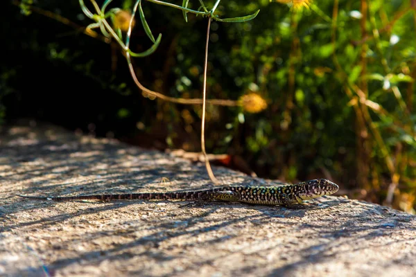 Ocellated Lizard Sunbathing Rock — Stock Photo, Image