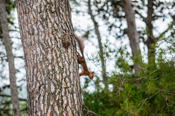 Écureuil Roux Descendant Pin Dans Forêt — Photo