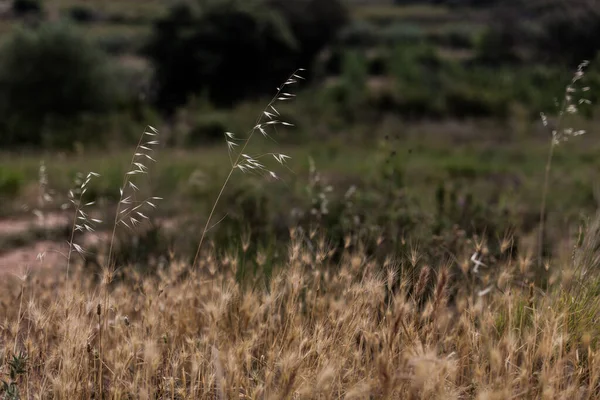 Ervas Marrons Selvagens Campo — Fotografia de Stock