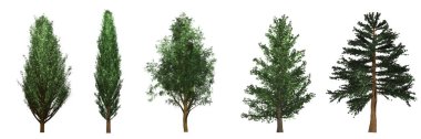 Cypress (Cupressus) and Pine (Pinoideae) trees collection isolated on white background. clipart