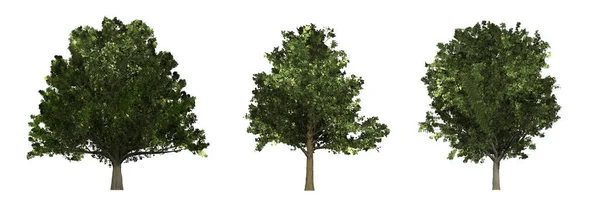 Meşe (Quercus), Akçaağaç (Acer) ve Kül (Fraxinus Excelsior) ile ağaç koleksiyonu. Beyaz arkaplanda izole.