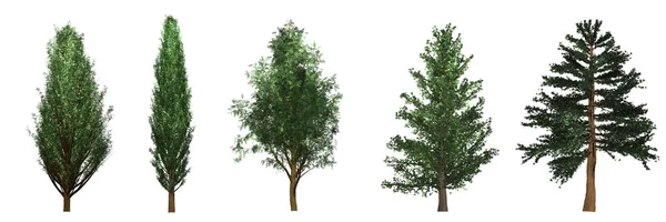 Raccolta Alberi Cipresso Cupressus Pino Pinoideae Isolati Sfondo Bianco — Foto Stock